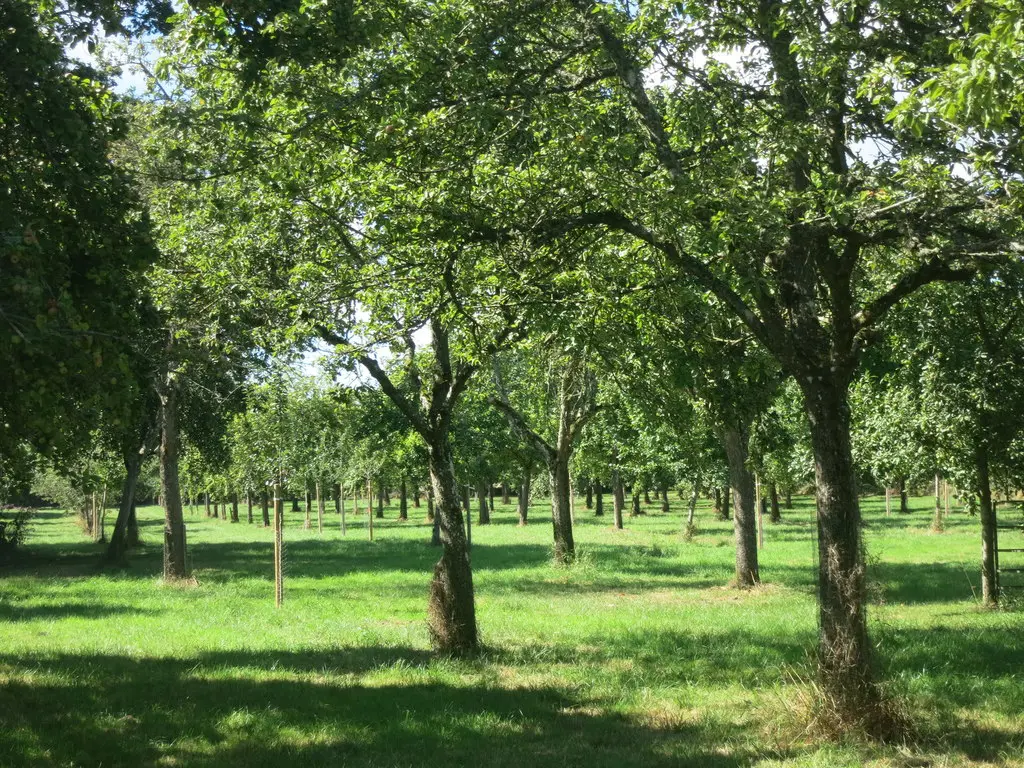 Image showing an orchard woodland in England