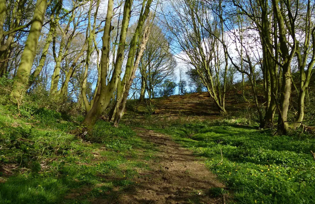 Image showing woodland for sale in the UK